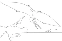 Ornithostoma over the coastline