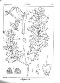 Orthosiphon bracteatus