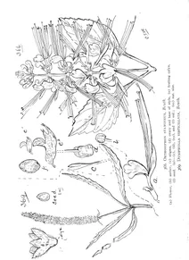 Orthosiphon stamineus та dysophylla verticillata