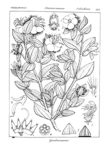 Osbeckia gardneriana