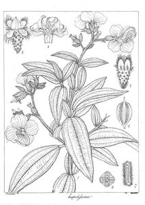 Osbeckia hispidifsima