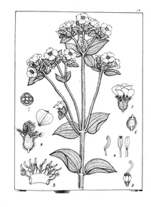 Osbeckia leschenaultiana