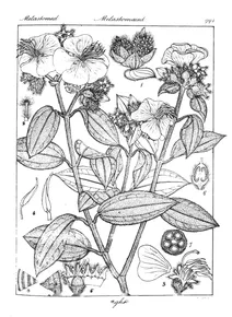 Osbeckia wightiana