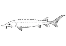 Осетер атлантичний (acipenser oxyrinchus oxyrinchus)