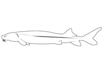 Осетер білий (acipenser transmontanus)