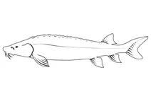 Осетер озерний (acipenser fulvescens)