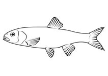 Осіння рибка (semotilus corporalis)