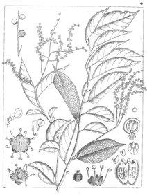 Osmelia gardneri