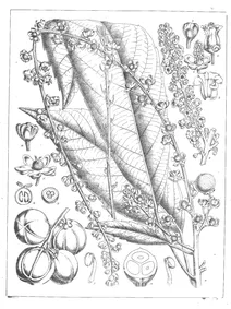 Ostodes zeylanica