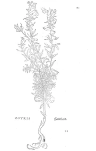 Osyris