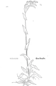 Oxalis