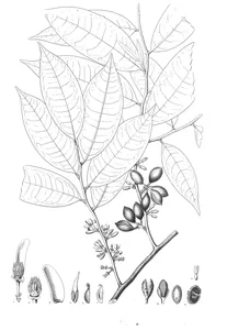 Oxandra laurifolia