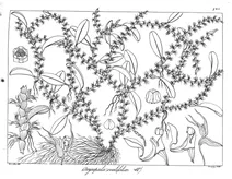 Oxysepala ovalifolia
