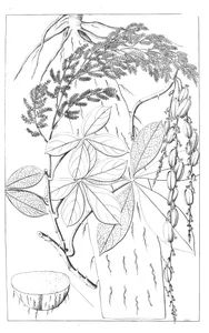 П’ятилистий ямс (dioscorea pentaphylla)