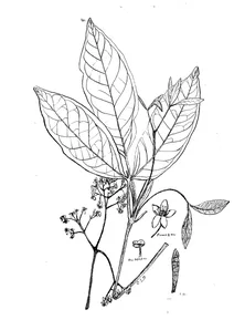 Pagetia monostylis