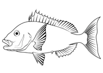 Пагр червоний (pagrus major)