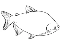 Паку бурий (colossoma macropomum)