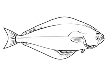 Палтус атлантичний (hippoglossus hippoglossus)