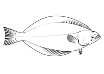 Палтус чорний (reinhardtius hippoglossoides)