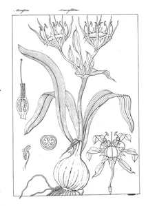 Pancratium vericundum