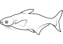 Пангасіанодон великоокий (pangasianodon hypophthalmus)