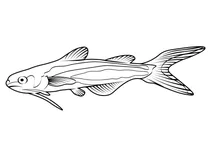 Пангасієвий сом (pangasius pangasius)