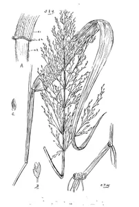 Panicum prenticeanum