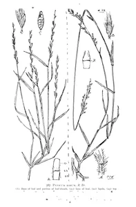 Panicum rarum та panicum argenteum