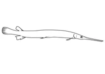 Панцирник довгокрилий (lepisosteus osseus)