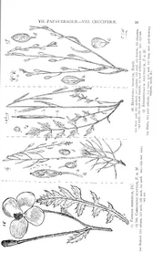 Papaver horridum та cardamine eustylis та blennodia trisecta та stenopetalum velutinum