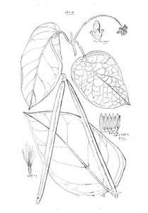 Parsonsia nesophila