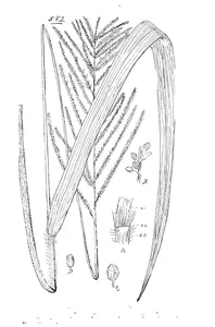 Paspalum galmarra