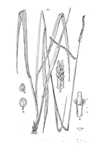 Paspalum polo