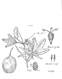 Passiflora aurantia
