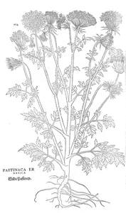 Pastinaca erratica