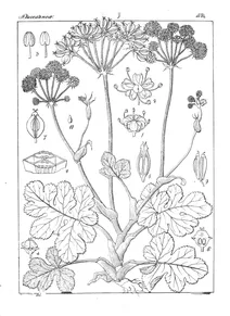 Pastinaca hookeriana та heracl hookerianum