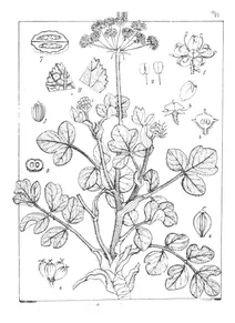 Pastinaca rigens та heracleum rigens