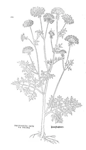 Pastinaca sativa