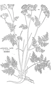 Pastinaca sativa altera