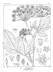 Pastinacea spungeliana та heracli sprengelianum