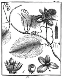 Пасифлора кокцінеа, 1775