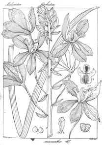 Pattonia macrantha
