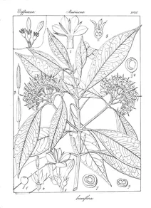 Pavetta breviflora