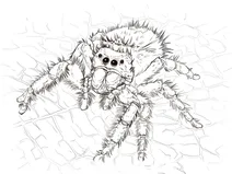 Павук-скакунчик (phidippus audax)
