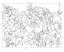 Pedalium murex