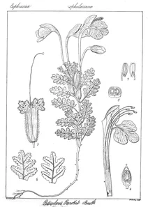 Pedicularis perrottetii