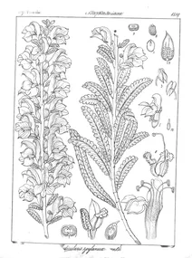 Pedicularis zeylanica