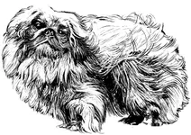 Пекінес
