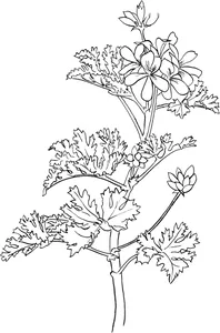 Пеларгонія