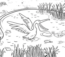 Pelican at the pond